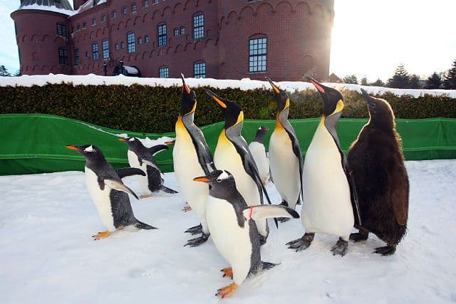 [Hokkaido] Noboribetsu Marine Park Nixe