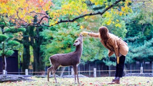 [Kyoto & Nara & Uji 1-Day Tour] Nara Park + Fushimi Inari + Tōdai-ji + Matcha Street Day Tours