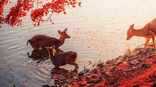 [Limited Time Offer] Osaka, Kyoto + Nara Park + Fushimi Inari Taisha + Arashiyama Day Tour Day Tours