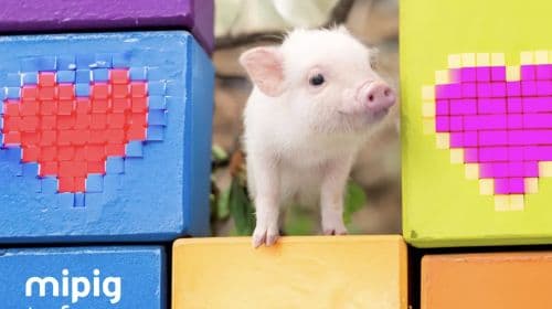 [mipig cafe Sunshine City store] Esperienza interattiva nel popolarissimo pig cafe