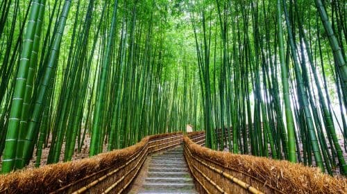[Pure Fun] Sanzen-in Temple + Arashiyama + Arashiyama Sagano Sightseeing Train dagtour naar Osaka, Kyoto, Japan Day Tours