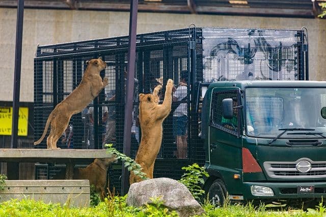 [Tochigi] Nasu Safari Park