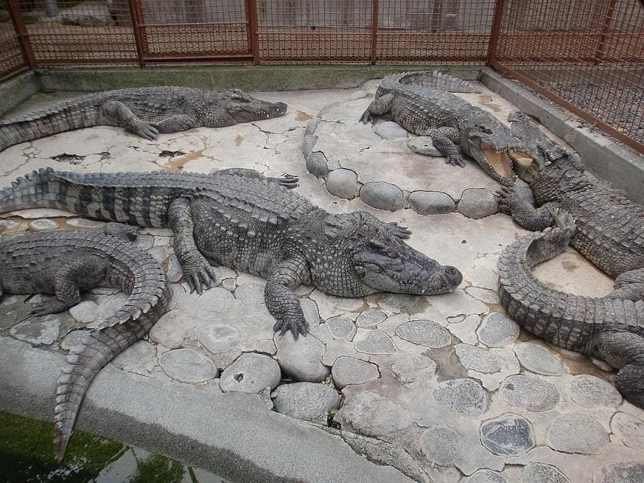 [Shizuoka] Atagawa Tropical and Alligator Garden