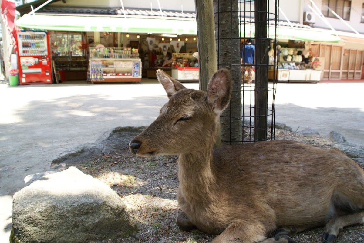 【Private Tour】Hiroshima & Miyajima 1-day cruise tour (Departure from Hiroshima)