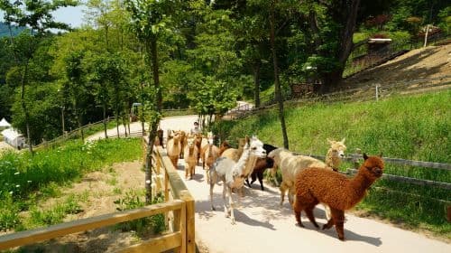 Nami Island one-day tour in South Korea [Alpaca Farm & Rail Bike & Garden of Morning Calm] Day Tours