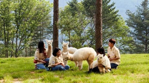 Nami Island one-day tour in South Korea [Alpaca Farm & Rail Bike & Garden of Morning Calm] Day Tours