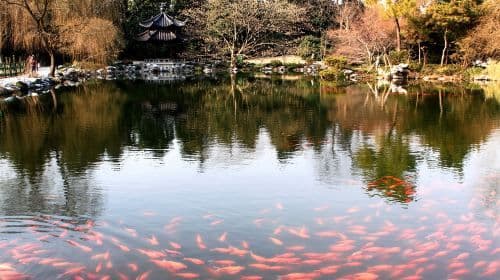 Excursion d'une journée au lac de l'Ouest de Hangzhou, à la pagode Leifeng et au port aux fleurs (visite en groupe en langue chinoise) (croisière sur le lac de l'Ouest incluse) Excursions d'une journée