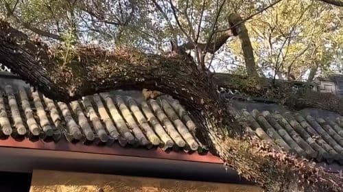 Hangzhou West Lake-Lingyin Temple-Leifeng Pagoda one-day tour(English service available/multiple Vehicle Type available) Day Tours