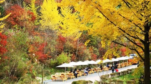 (10時間) South Korea Chuncheonルートのプライベートチャーター | Chuncheon, Nami Island, Gyeonggi-do / Seoul発の日帰りツアー