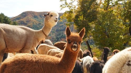 Alpaca World + Nami Island + The Garden of Morning Calm One Day Tour [Depart from Seoul • Family Friendly] Day Tours