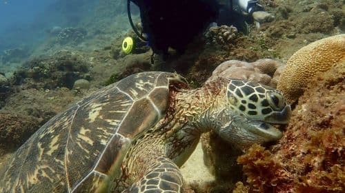 Pingtung Liuqiu Island Diving Experience diving diving 2 Hours [Limited Offer | Xiaoliuqiu Little Turtle]