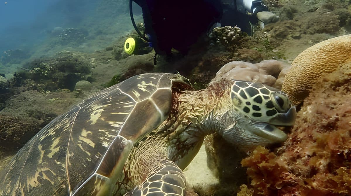 Pingtung Liuqiu Island Diving Experience – nurkowanie 2 godziny [Oferta limitowana | Xiaoliuqiu Little Turtle]