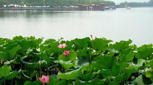 Hangzhou: Heaven on Earth Day Trip from Shanghai including West Lake Cruise Day Tours