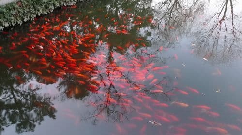 Hangzhou: Dagtocht 'Hemel op Aarde' vanuit Shanghai inclusief West Lake cruise