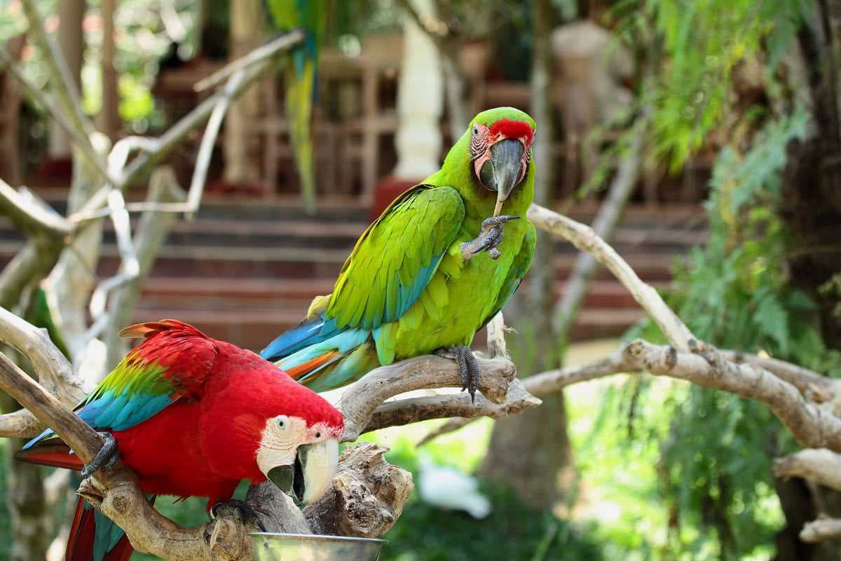 Bali Bird Park