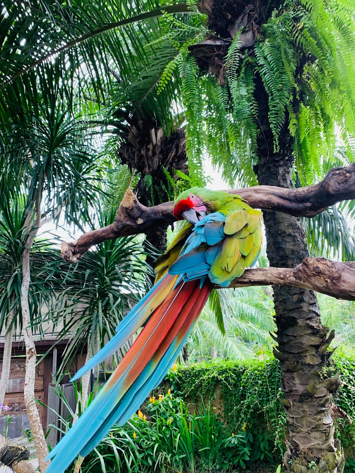 Bali Bird Park