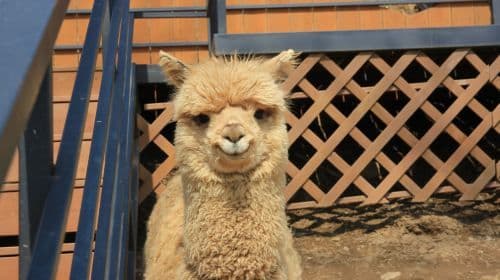 Alpaca World+Nami Island+Garden of Morning Calm one-day tour Day Tours