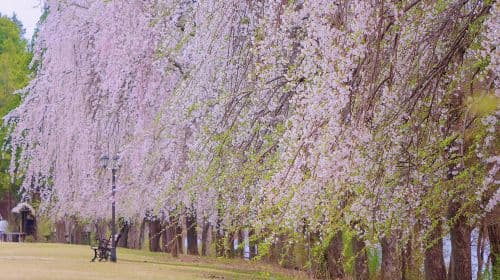 Alpaca World+Nami Island+Garden of Morning Calm one-day tour Day Tours