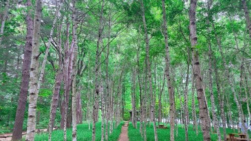 Alpaca World+Nami Island+Garden of Morning Calm one-day tour Day Tours