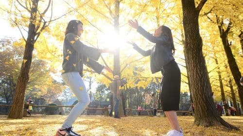 Alpaca x Nami Island x The Little Prince Italy x The Garden of Morning Calm Day Tours