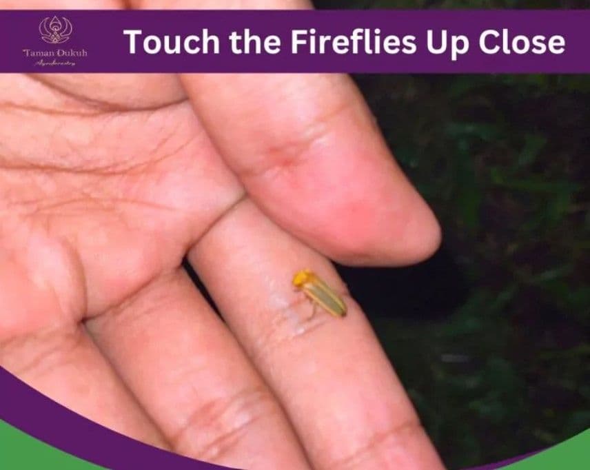 Bali Firefly Watching Tours