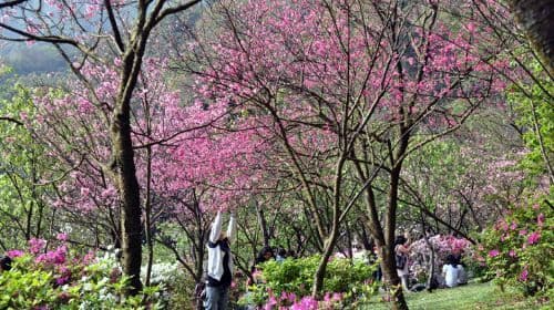 Beitou Geothermal Valley, Yangmingshan Scenic Area, and Yehliu Day Tour (Hotel Pickup) Day Tours