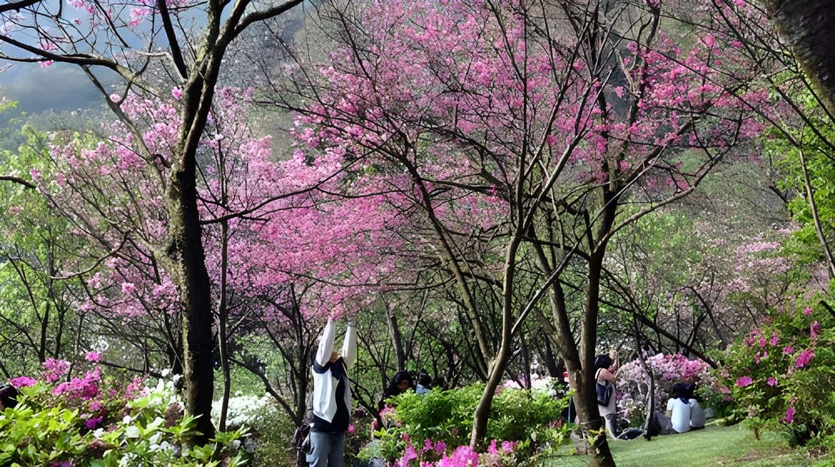 Beitou Geothermal Valley, Yangmingshan Scenic Area, and Yehliu Day Tour (Hotel Pickup) Day Tours