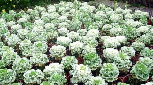 Beitou Geothermal Valley, Yangmingshan Scenic Area, and Yehliu Day Tour (Hotel Pickup) Day Tours