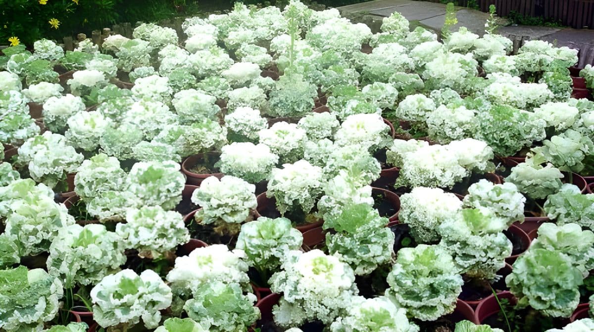 Beitou Geothermal Valley, Yangmingshan Scenic Area, and Yehliu Day Tour (Hotel Pickup) Day Tours