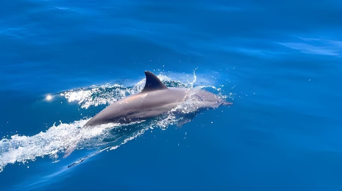 Taiwan Hualien Port Whale Watching + Qingshui Cliff + Qixingtan Scenic Area + Songyuan Villa one-day tour