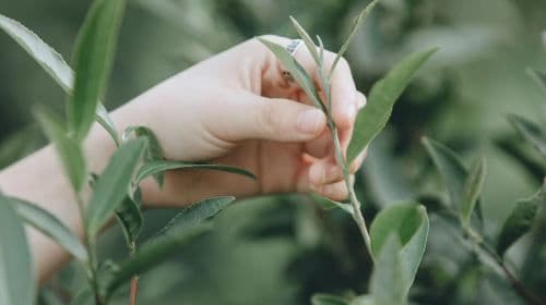 West Lake Scenic Area, Hangzhou|Longjing Village tea garden hike + tea picking and frying experience + tasting Shifeng Longjing tea