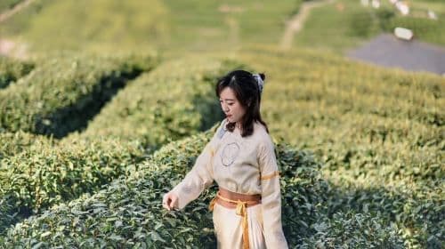 West Lake Scenic Area, Hangzhou|Longjing Village tea garden hike + tea picking and frying experience + tasting Shifeng Longjing tea