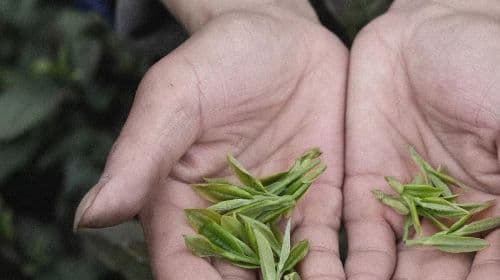 West Lake Scenic Area, Hangzhou|Longjing Village tea garden hike + tea picking and frying experience + tasting Shifeng Longjing tea