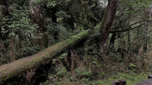 From Taipei: Taipingshan & Jiuzhize Hot Spring Private Tour Day Tours