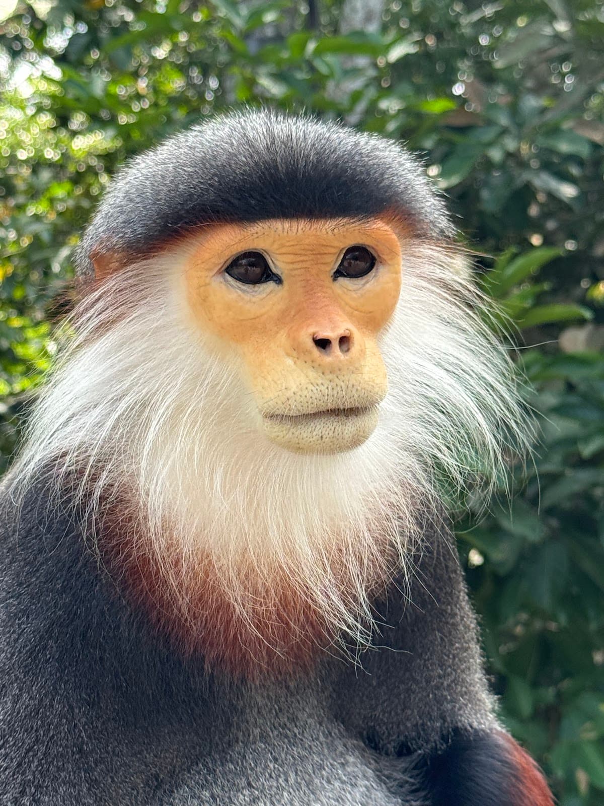 Rainforest Wild Asia