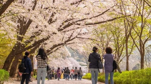 Fretamento Privado em Seul (4-10 horas) | Seul Seongsu-dong Cafe Street Traslados de Aeroporto Passeios de um Dia