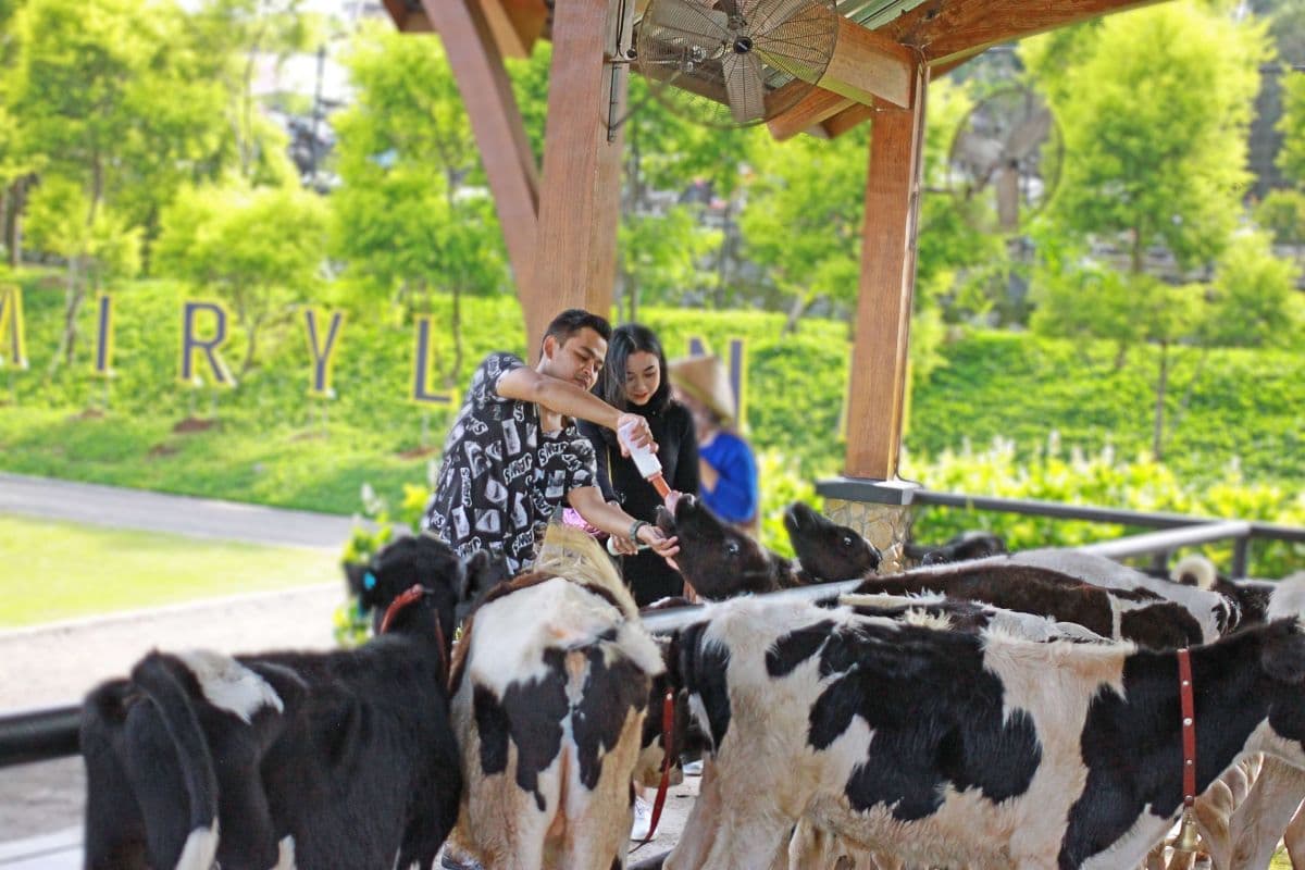 Dairyland Riverside