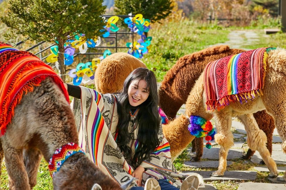 [Gangwon] Alpaca World Admission Ticket