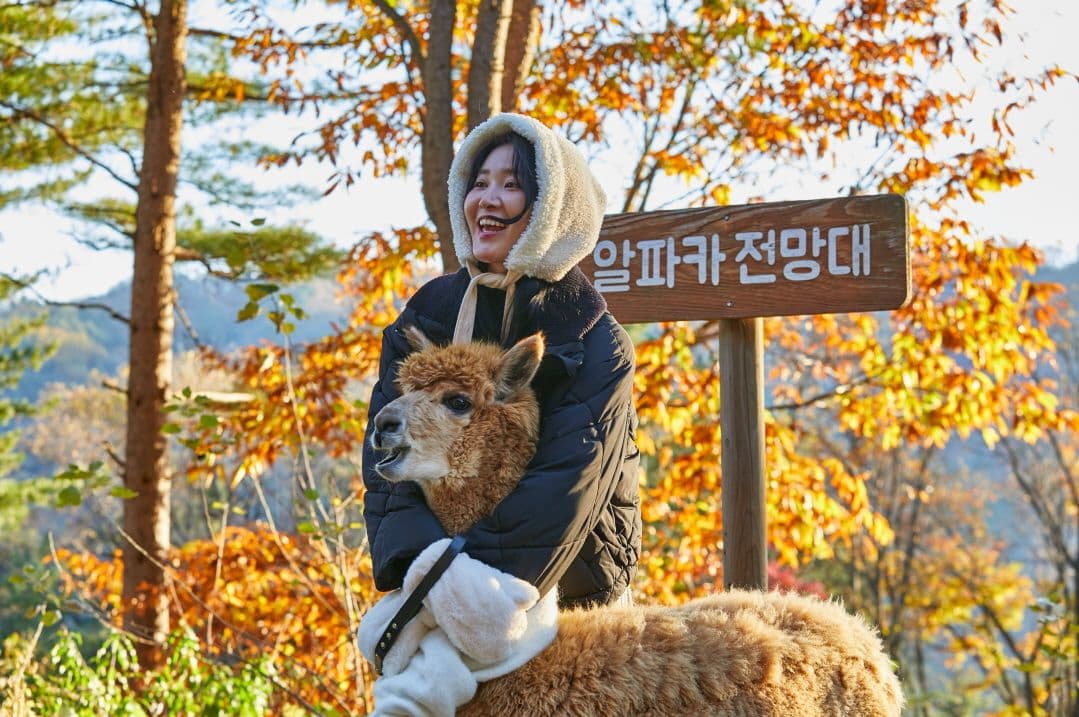 [Gangwon] Biglietto d'ingresso per Alpaca World