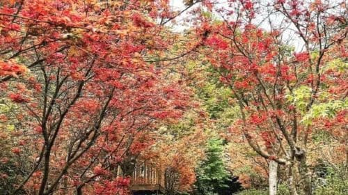 Futian Village