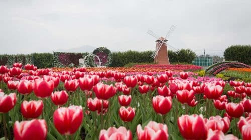 Gaomei Wetland & Taichung Opera House & Zhongshe Flower Market & Miyahara Eye Clinic & Rainbow Village one-day tour Day Tours