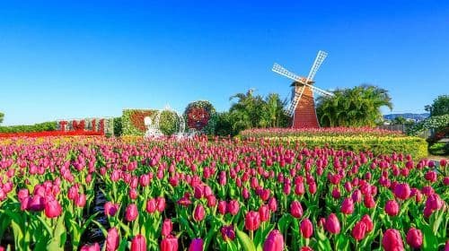 Gaomei Wetland & Taichung Opera House & Zhongshe Flower Market & Miyahara Eye Clinic & Rainbow Village one-day tour Day Tours