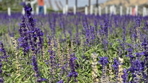 Gaomei Wetlands & Zhongshe Flower Market Tour with Free Bubble Tea Day Tours