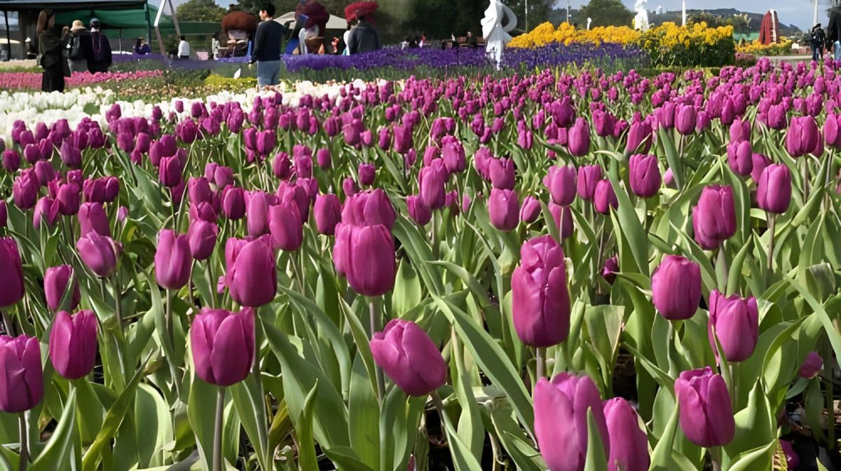 Gaomei Wetlands & Zhongshe Flower Market Tour with Free Bubble Tea Day Tours