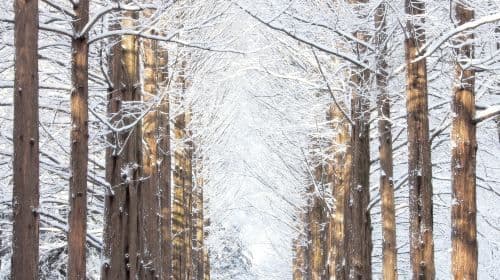 Speciale Inverno | Da Seoul: Tour giornaliero di Eobi Valley + Nami Island + Morning Calm Arboretum