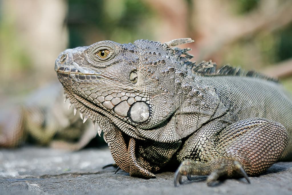 Bali Reptile Park