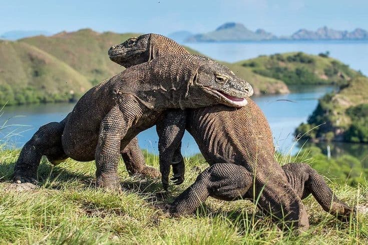Explore Komodo Island Tour by East Cruise Komodo