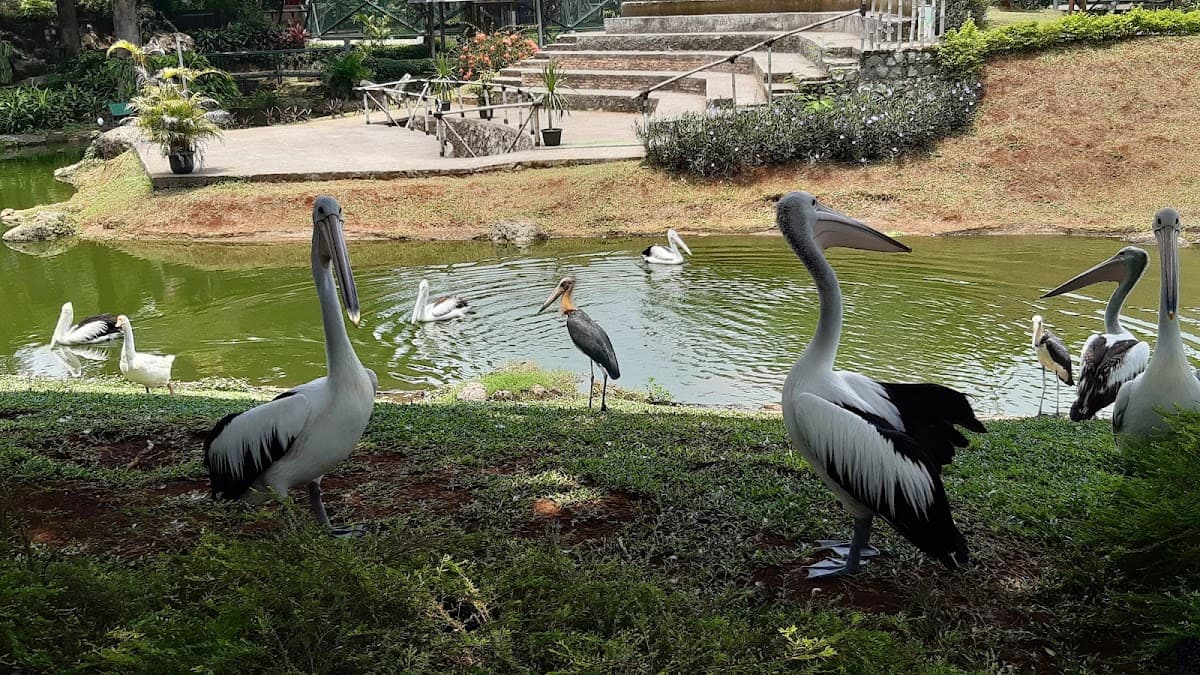 Jagat Satwa Nusantara - Taman Burung