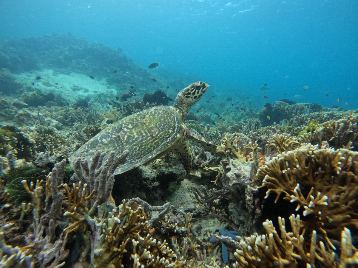 Lombok: Prywatne snurkowanie na Gili Asahan, Gili Goleng, Gili Layar i Gili Gede