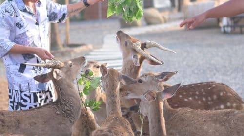 Kenting Big Wolf Ecological Education Park